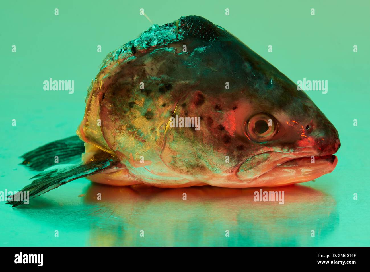 Ein Fischkopf aus Forellen, der auf einer steinlosen Metallfläche aus Stahl liegt und von einer farbigen Beleuchtung beleuchtet wird Stockfoto
