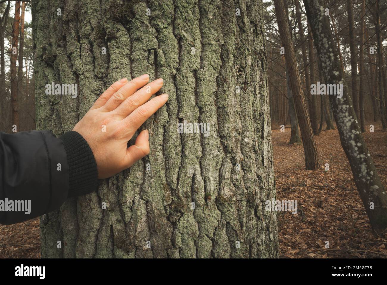 Eine menschliche Hand, die den Stamm eines dicken Baumes berührt Stockfoto