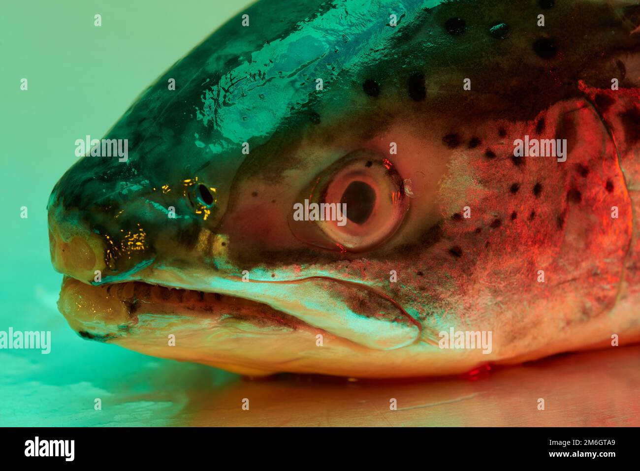 Ein Fischkopf aus Forellen, der auf einer steinlosen Metallfläche aus Stahl liegt und von einer farbigen Beleuchtung beleuchtet wird Stockfoto