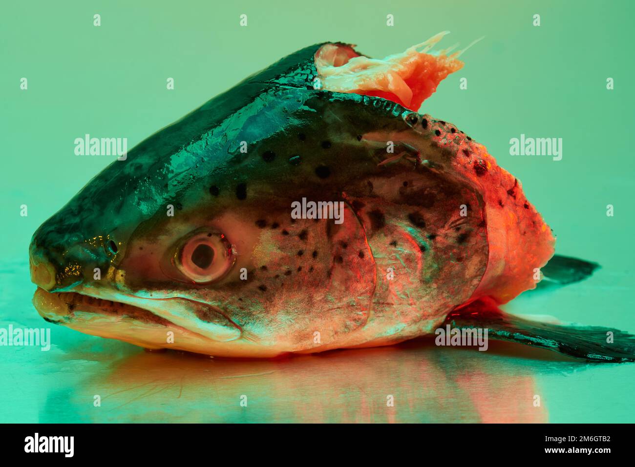 Ein Fischkopf aus Forellen, der auf einer steinlosen Metallfläche aus Stahl liegt und von einer farbigen Beleuchtung beleuchtet wird Stockfoto