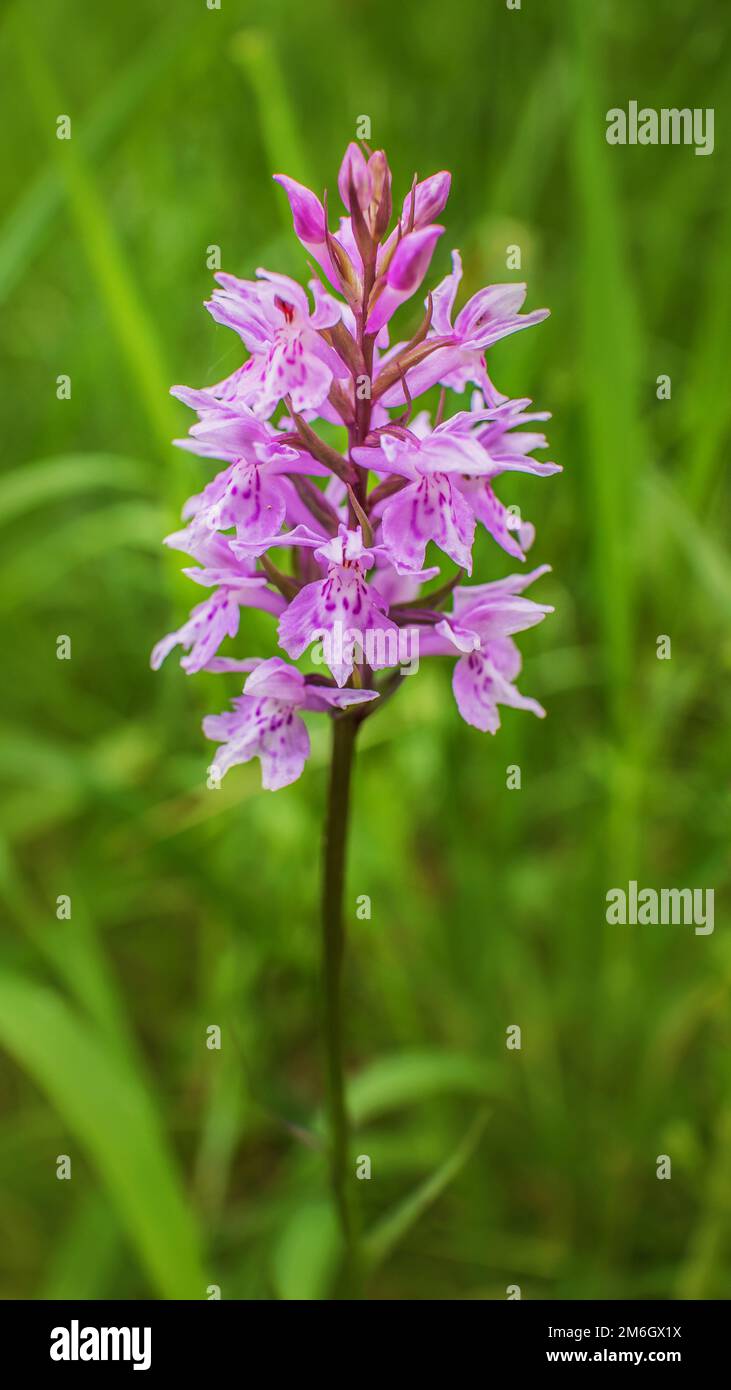 Fox Orchid „Dactylorhiza fuchsii“ Stockfoto