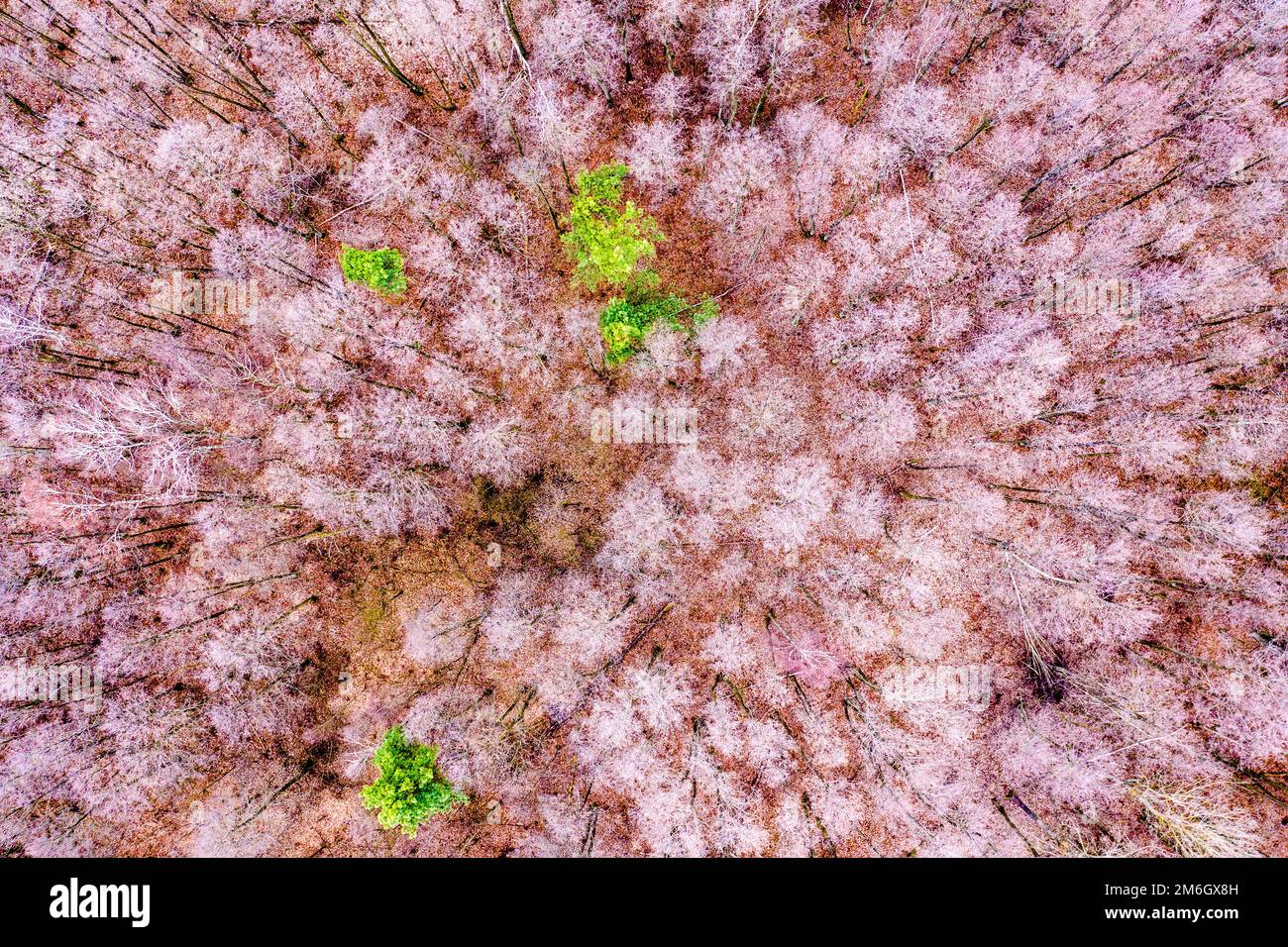 Luftaufnahme des Waldes mit nur einem grünen Tee. Textur o Stockfoto