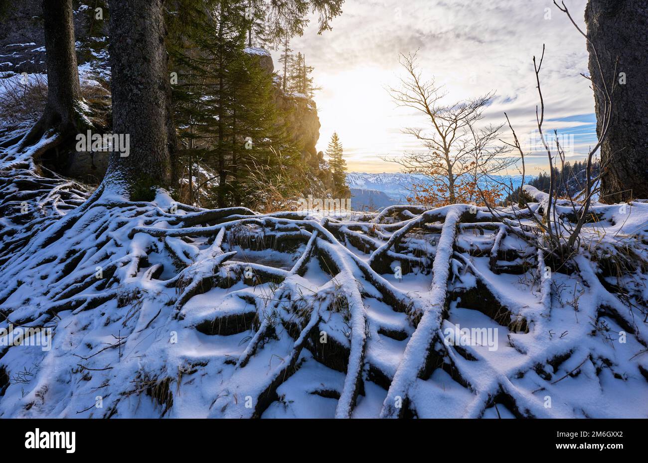 Verschneite Wurzelspur an einem kalten Wintertag in den Allgaeu-alpen bei Oberstaufen, Bayern Stockfoto