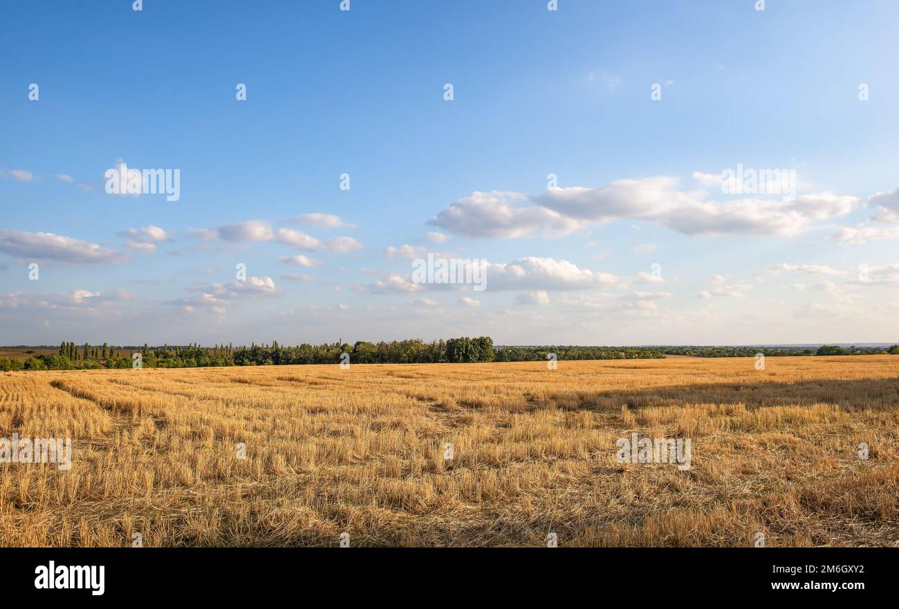 Feld mit gemähtem Weizen Stockfoto Feld mit gemähtem Weizen Stockfoto