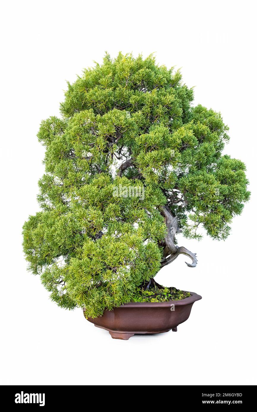 Bonsai von Wacholderbaum isoliert Stockfoto