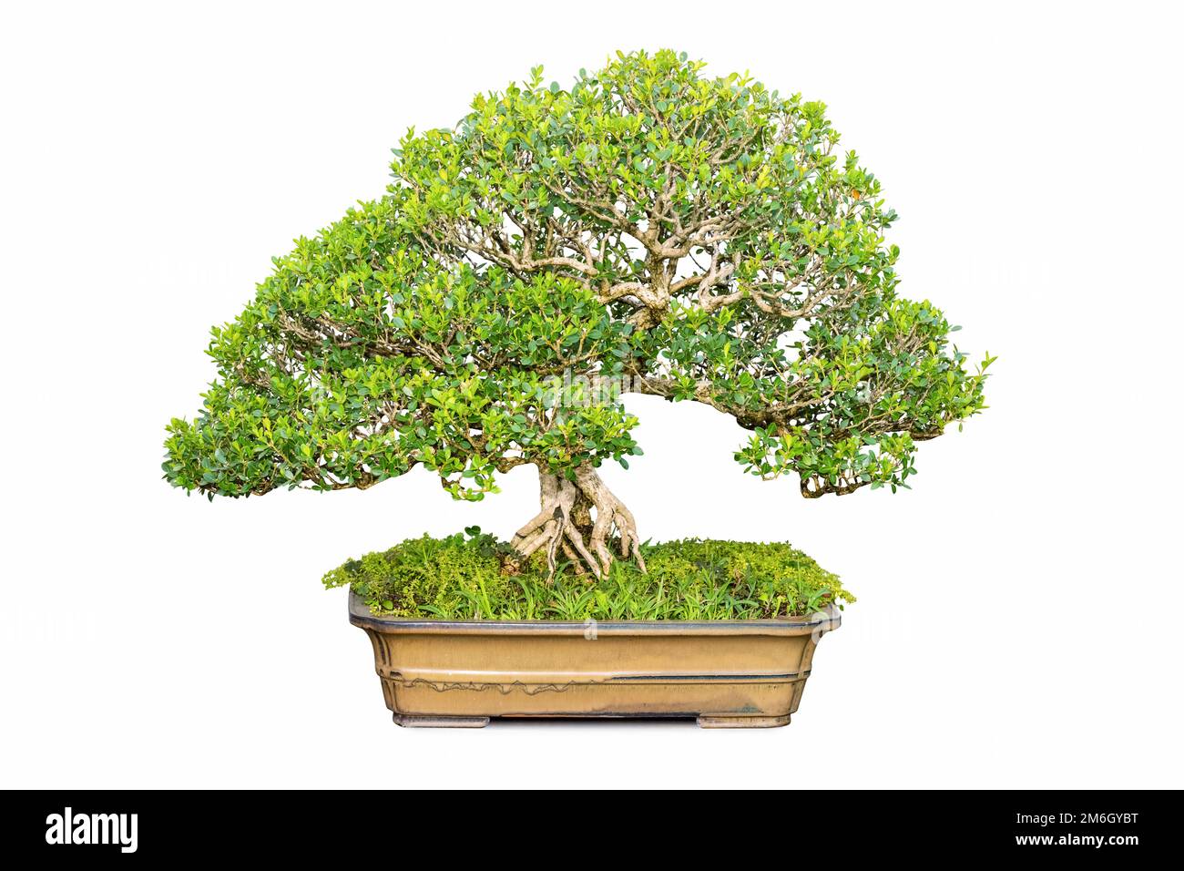 Bonsai des isolierten Buchholzbaums Stockfoto