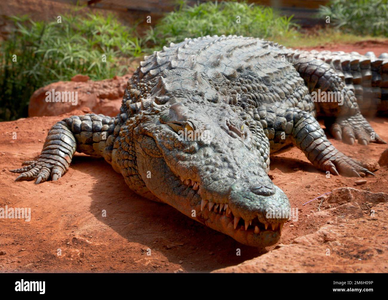Nahaufnahme von einem alligator Stockfoto