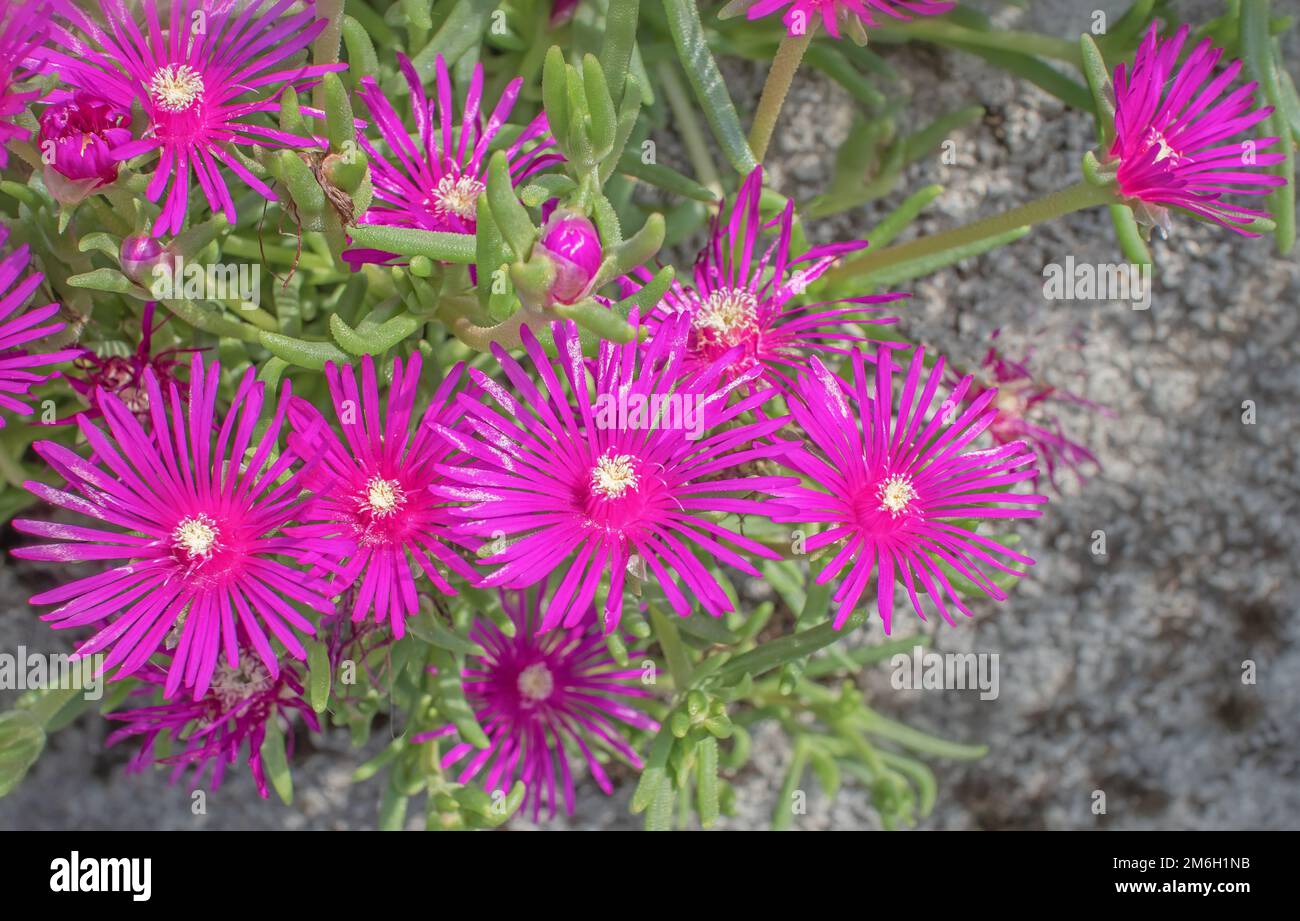 Mittag-Blume Stockfoto
