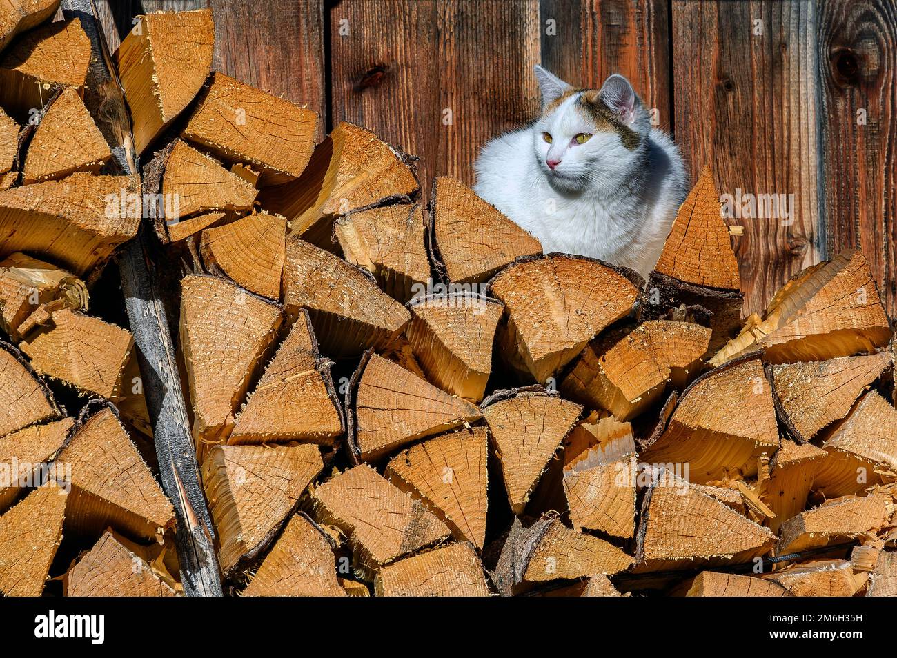 Gestapeltes Brennholz mit felidae (Felis catus), Jungholz, Tirol Stockfoto