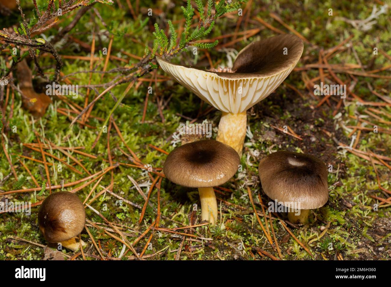 Frost schlägt vier Fruchtkörper mit gelben Stielen und braunen Kappen in grünem Moos Stockfoto