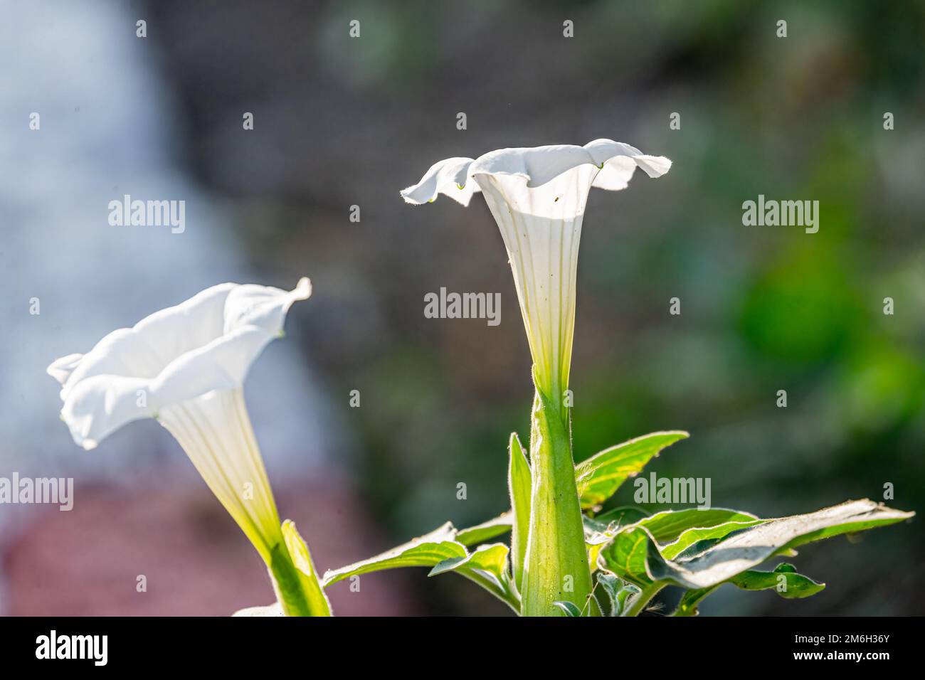 Eine Datura Stramonium-Blume im Wald Stockfoto