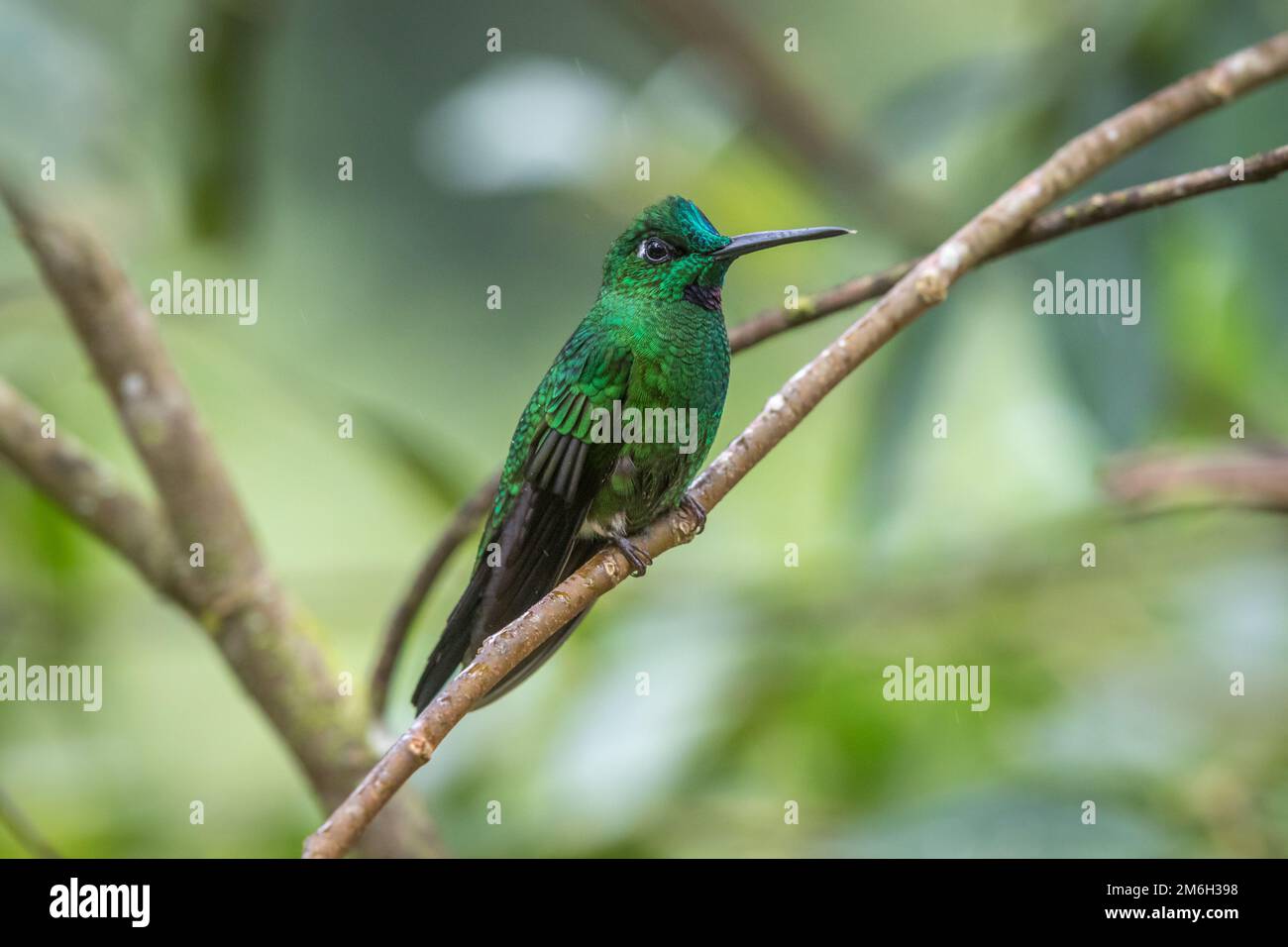 Grünkronen-Brilliant (Heliodoxa jacula) Kolibri (Trochilidae) Männlich. Guaycapi, Ecuador Stockfoto