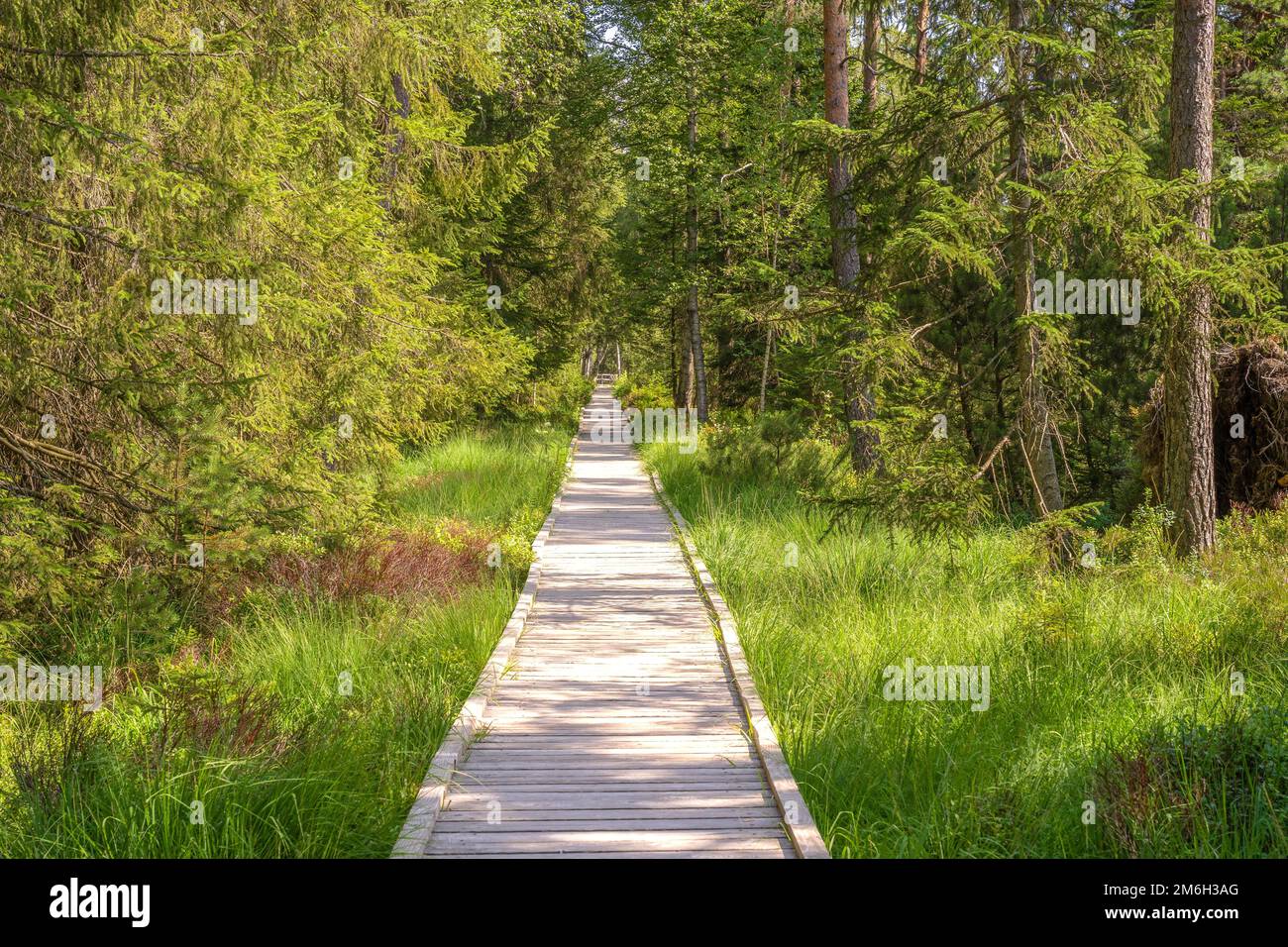 Holzweg durch das Hochmoor, Kaltenbronn, Schwarzwald, Deutschland Stockfoto