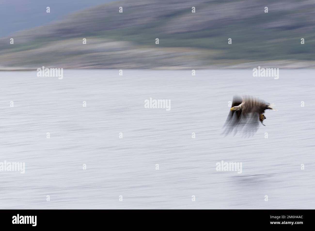 Weißschwanzadler (Haliaeetus albicilla) jagen über den norwegischen Fjorden nach Fischen Stockfoto