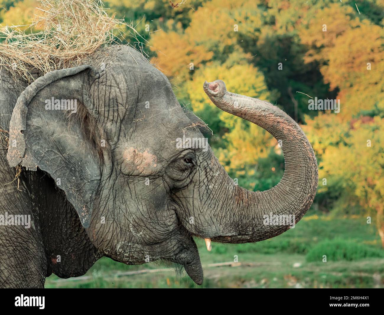 Ein Porträt eines Elefanten, der amüsant Heu über den Kopf wirft. Profilansicht Stockfoto