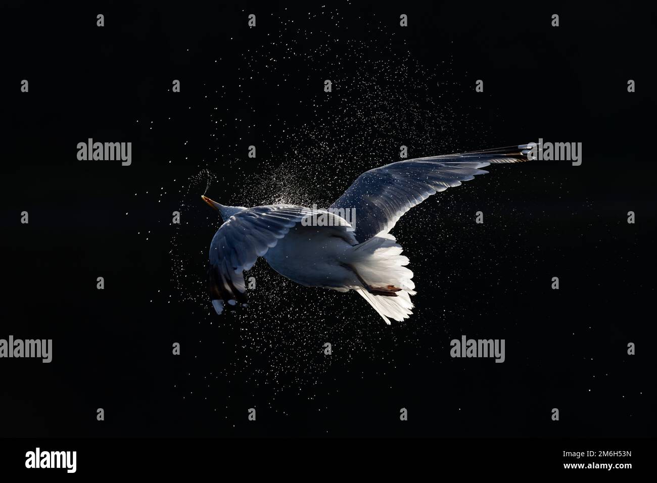 Heringsmull (Larus argentatus) mit Hintergrundbeleuchtung, wenn sie nach dem Start das Wasser abschüttelt Stockfoto