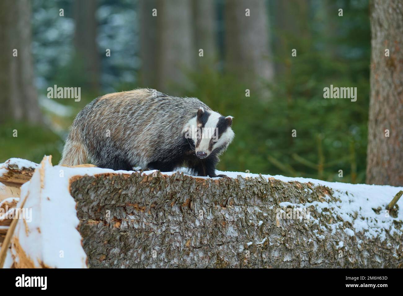 Europäischer Dachs (Meles meles), im Winter auf Baumstamm Stockfoto