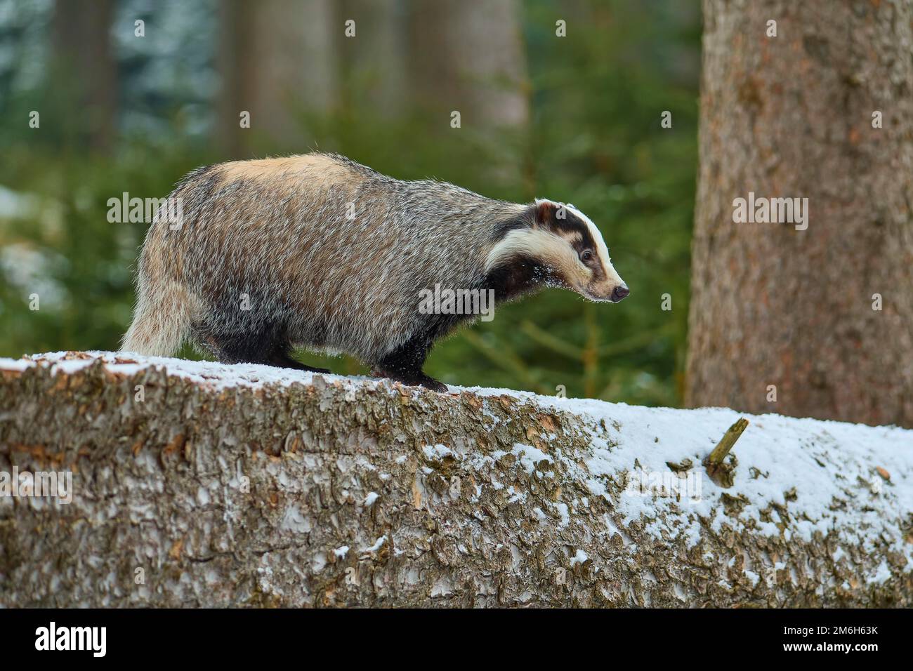 Europäischer Dachs (Meles meles), im Winter auf Baumstamm Stockfoto