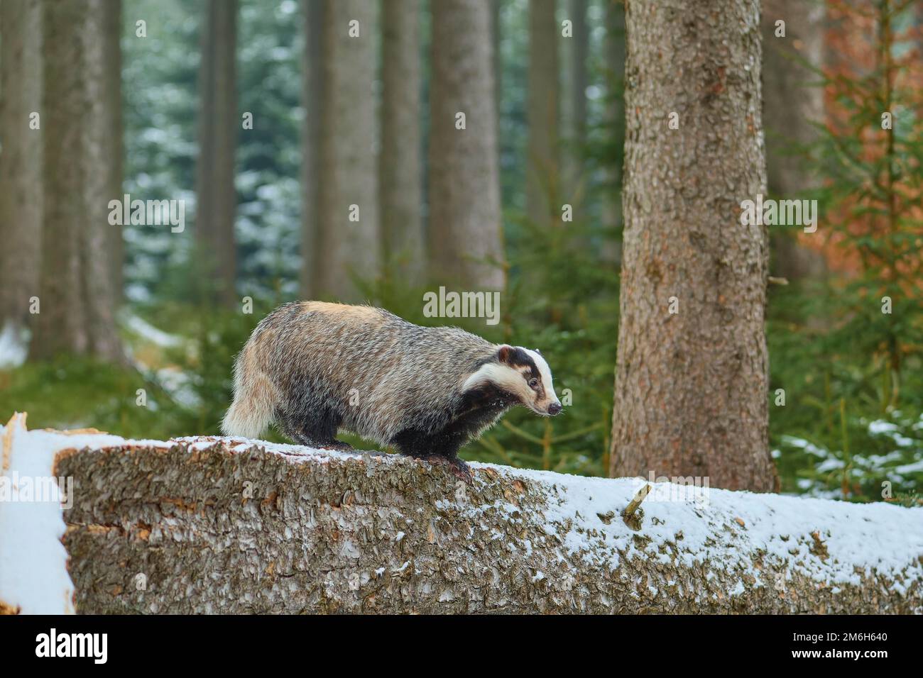 Europäischer Dachs (Meles meles), im Winter auf Baumstamm Stockfoto