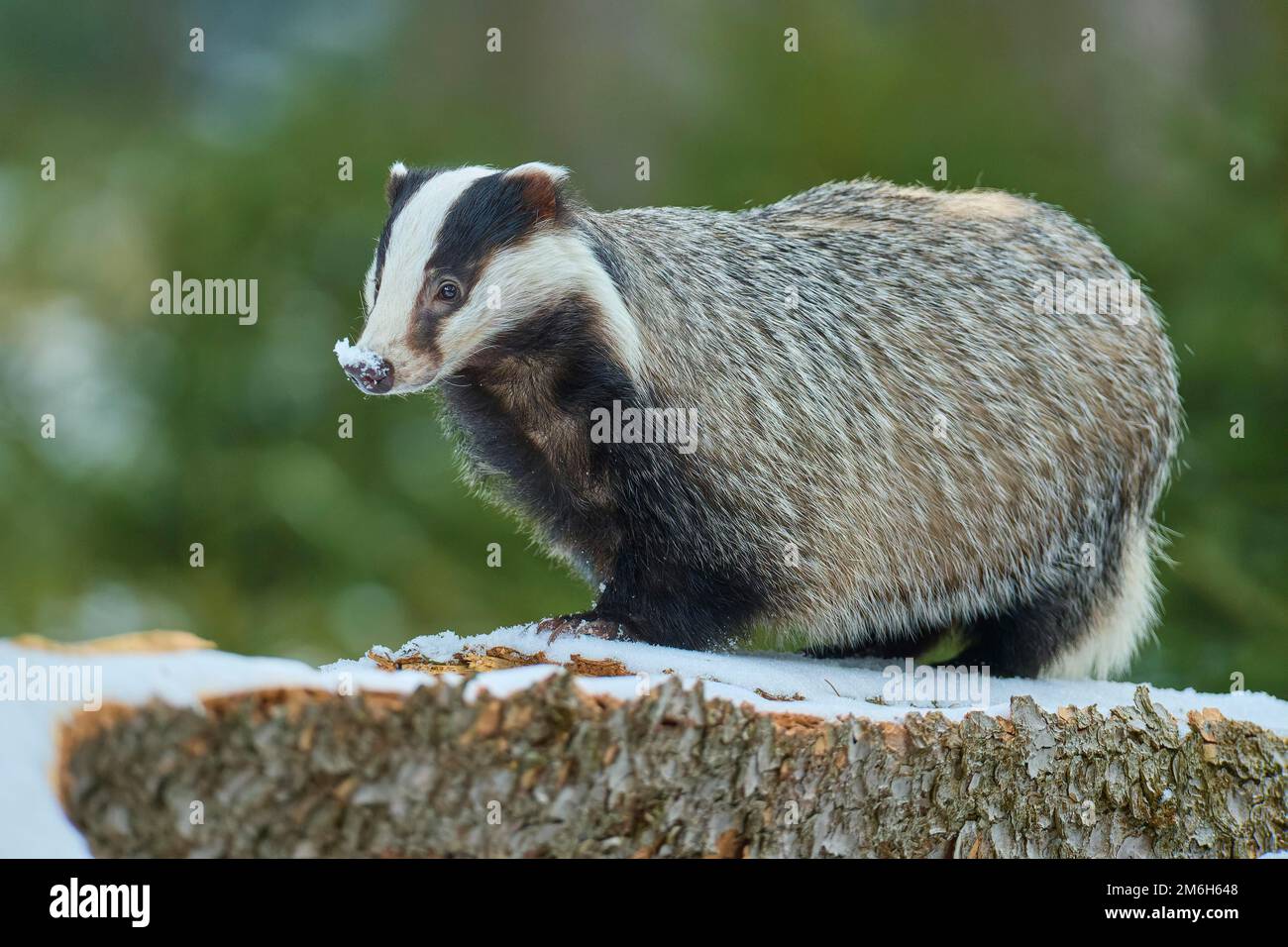 Europäischer Dachs (Meles meles), im Winter auf Baumstamm Stockfoto