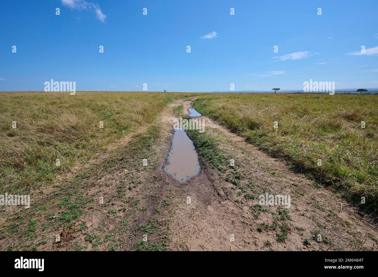 Savannah Landschaft mit Pfad, Masai Mara National Reserve, Kenia Stockfoto