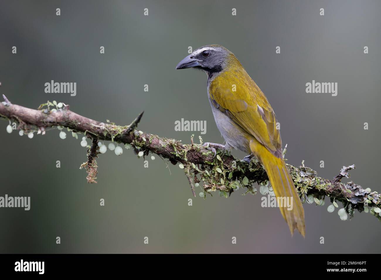 Variegierter Saltator (Saltator maximus) auf Zweigstelle, Boca Tapada Region, Costa Rica Stockfoto