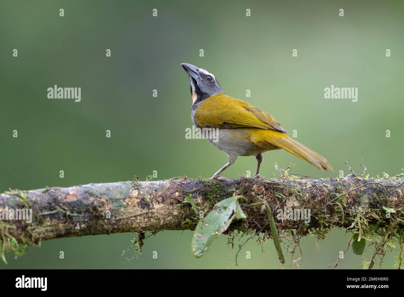 Variegierter Saltator (Saltator maximus) auf Zweigstelle, Boca Tapada Region, Costa Rica Stockfoto