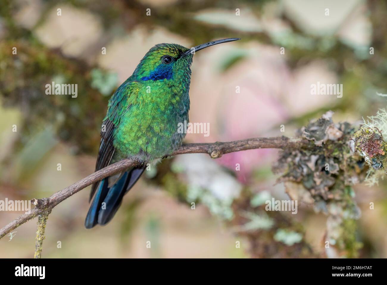 Mexikanisches Violetar (Colibri thalassinus), lebt im Hochland, Cordillera de Talamanca, Costa Rica Stockfoto