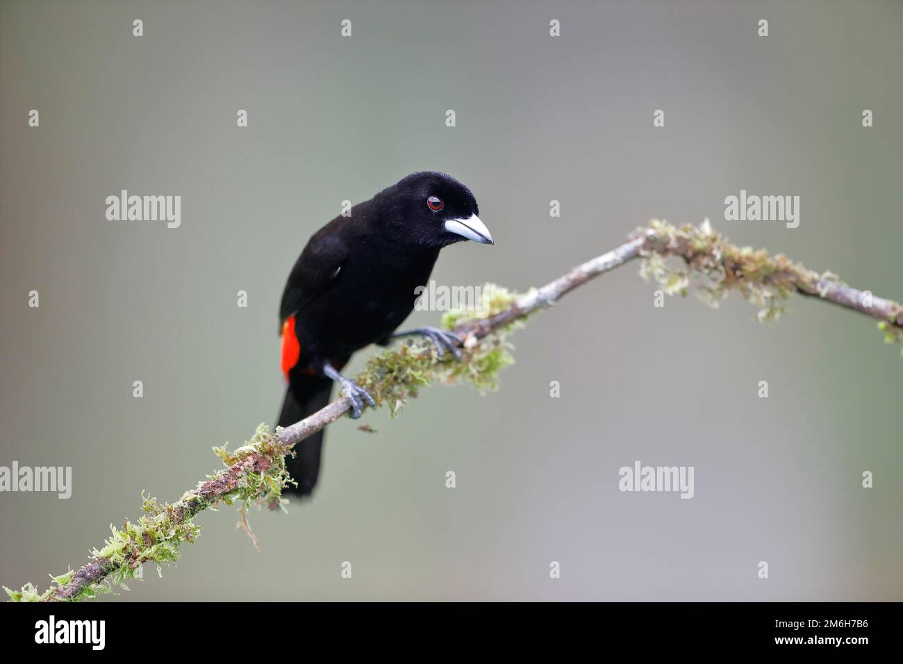 Scharlachtanager (Anisognathus igniventris) auf Zweig, Region Boca Tapada, Costa Rica Stockfoto