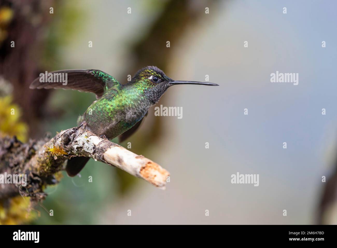 Talamanca Kolibri (Eugenes spectabilis), männlich, lebt in den Highlands, Cordillera de Talamanca, Costa Rica Stockfoto