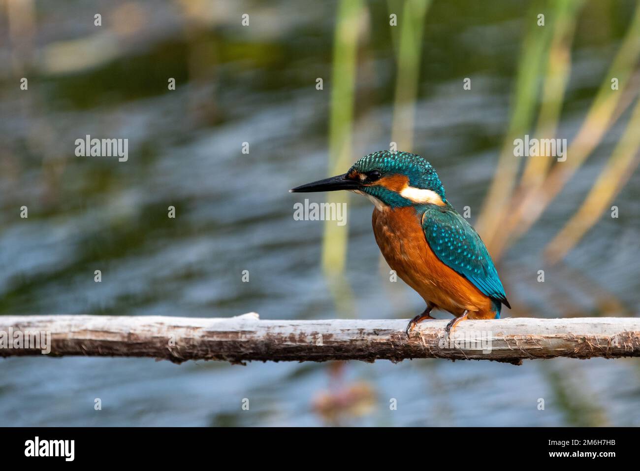 Junger männlicher Gemeiner Königsfischer, der auf einer Sitzbank im Naturschutzgebiet Lakenheath Fen in Suffolk, Großbritannien, sitzt Stockfoto