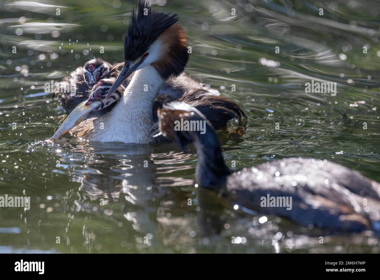 Great Crested Grebe (Podiceps cristatus), der einen Fisch zum Essen aushändigt, 3 junge Vögel auf dem Rücken eines Elternteils warten auf das Essen des anderen Elternteils Stockfoto