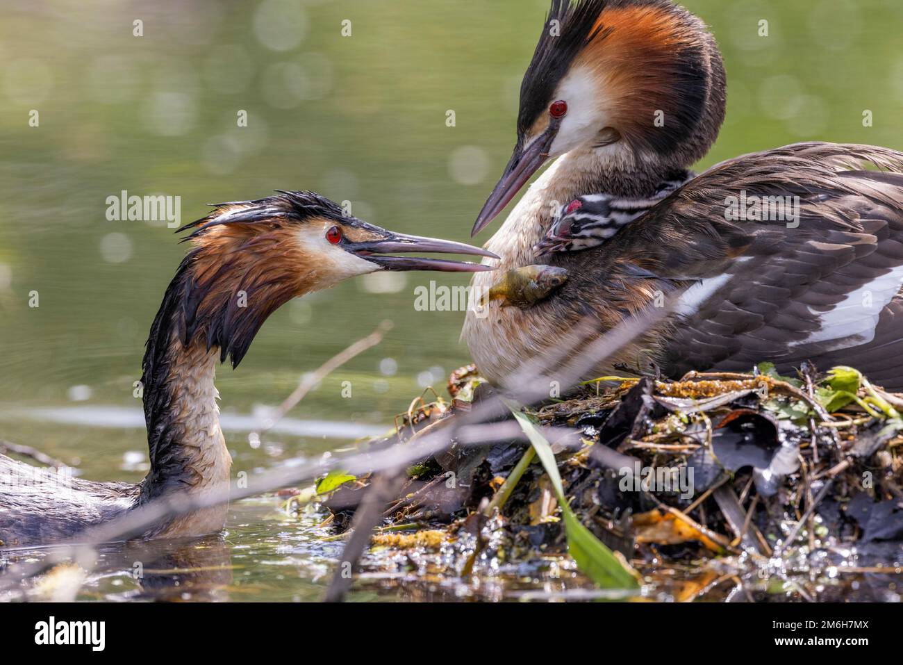 Großkammgräber (Podiceps cristatus), der Jungvögel auf dem Rücken des anderen Elternteils, Nettetal, Nordrhein-Westfalen, Deutschland, füttert Stockfoto