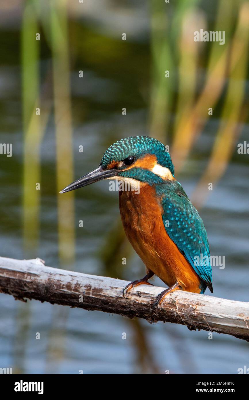 Junger männlicher Gemeiner Königsfischer, der auf einer Sitzbank im Naturschutzgebiet Lakenheath Fen in Suffolk, Großbritannien, sitzt Stockfoto