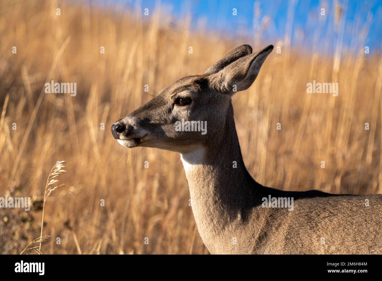 Reh im Wild Stockfoto