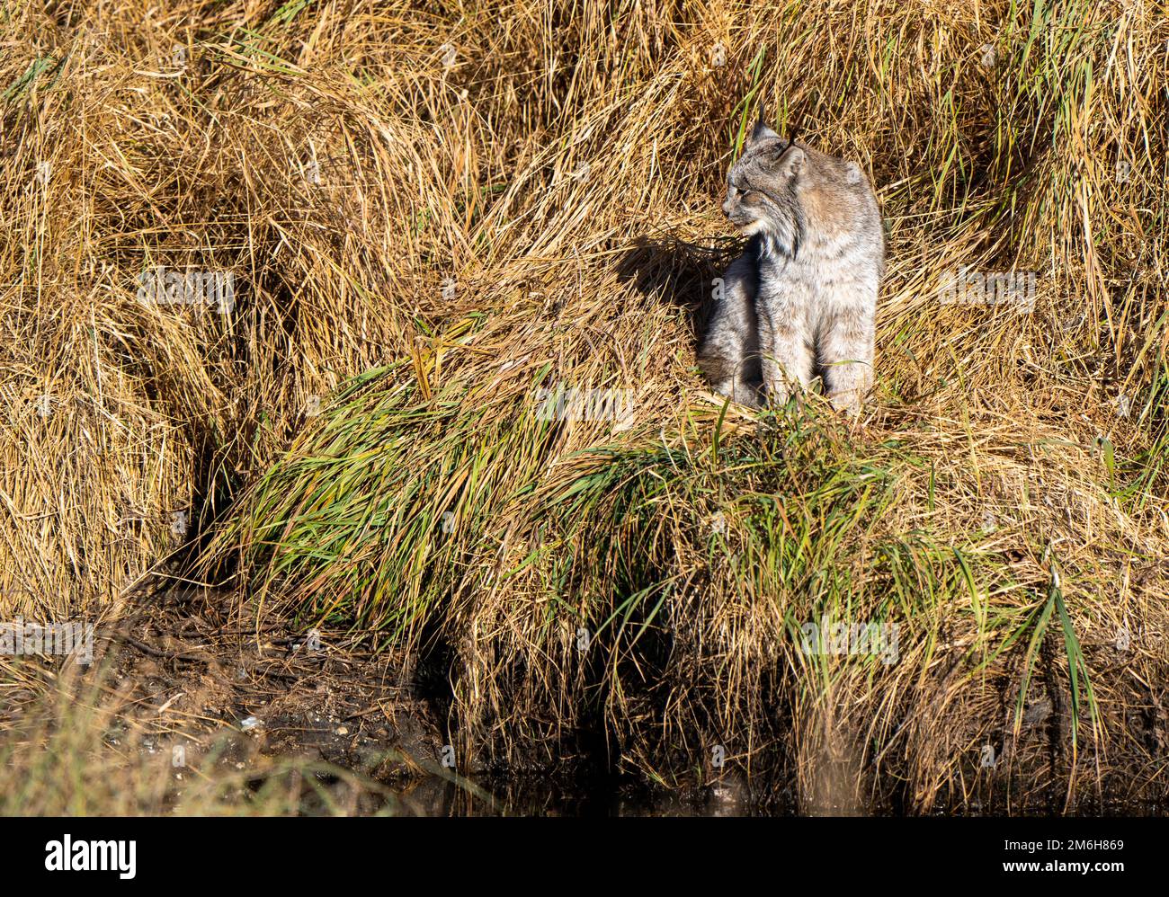 Wilde Luchs Manitoba Stockfoto