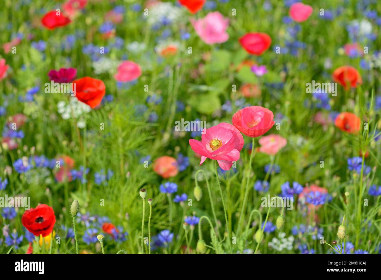 Blütenstreifen, Blütengebiet mit Mohnblumen (Papaver rhoeas) und Maisblumen (Centaurea cyanus), Nordrhein-Westfalen, Deutschland Stockfoto