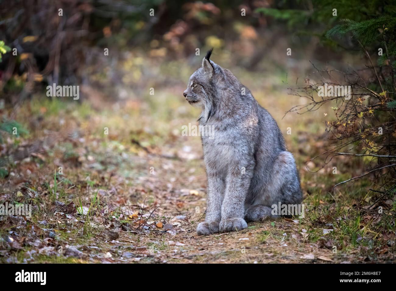 Wilde Luchs Manitoba Stockfoto