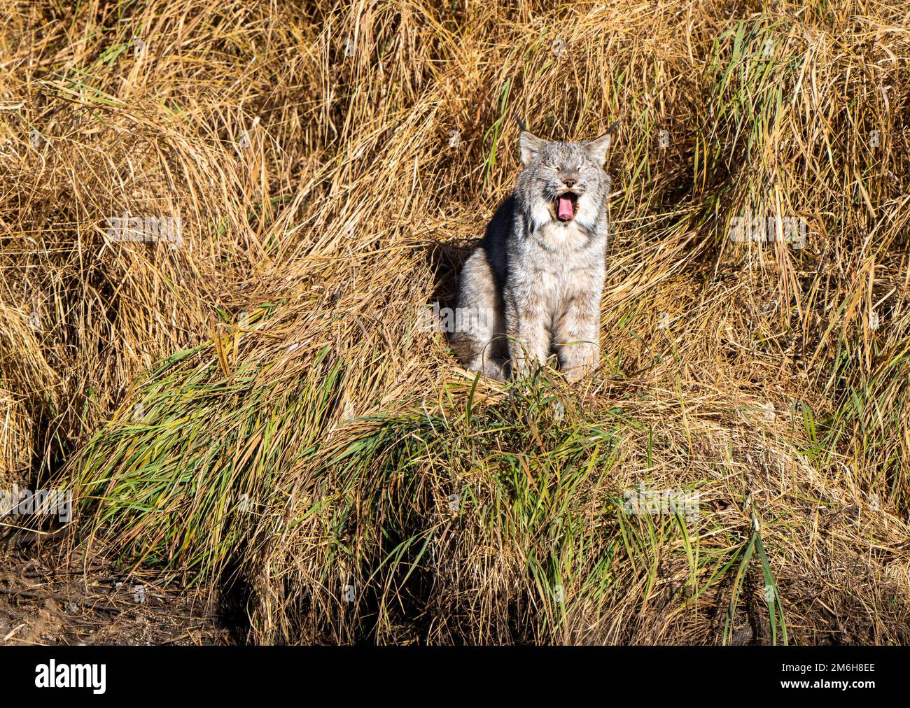 Wilde Luchs Manitoba Stockfoto
