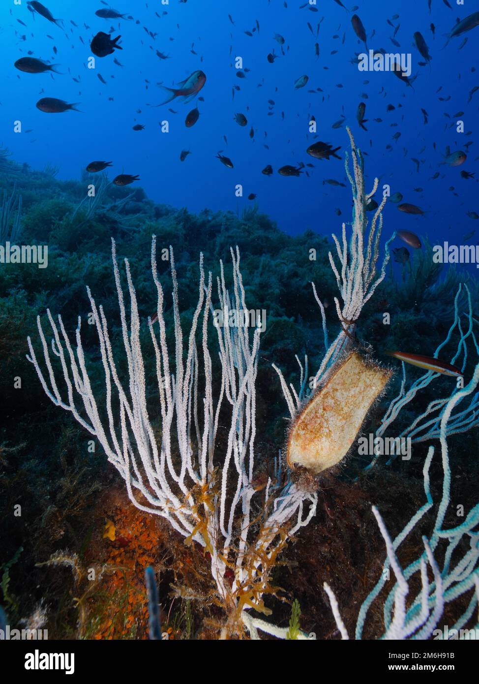 Weißer Gorgonier (Eunicella singularis) mit Eizelle aus kleinem Fleckhai (Scyliorhinus canicula) und Seeteufel (Chromis chromis) in Stockfoto