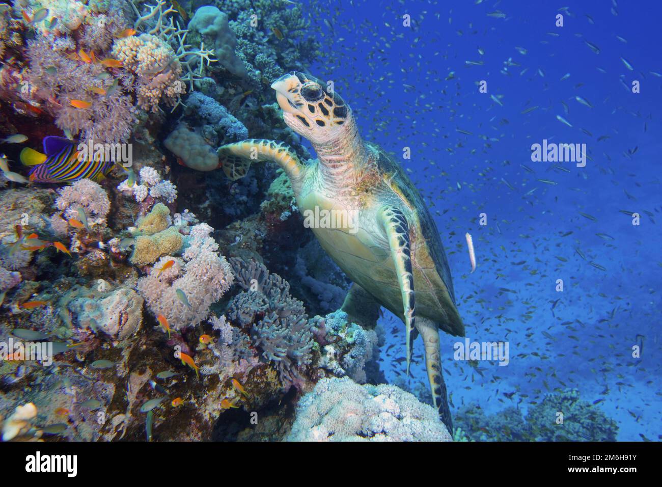 Hawksbill Meeresschildkröte (Eretmochelys imbricata), Erg Monica Riff, El Quesir, Rotes Meer, Ägypten Stockfoto