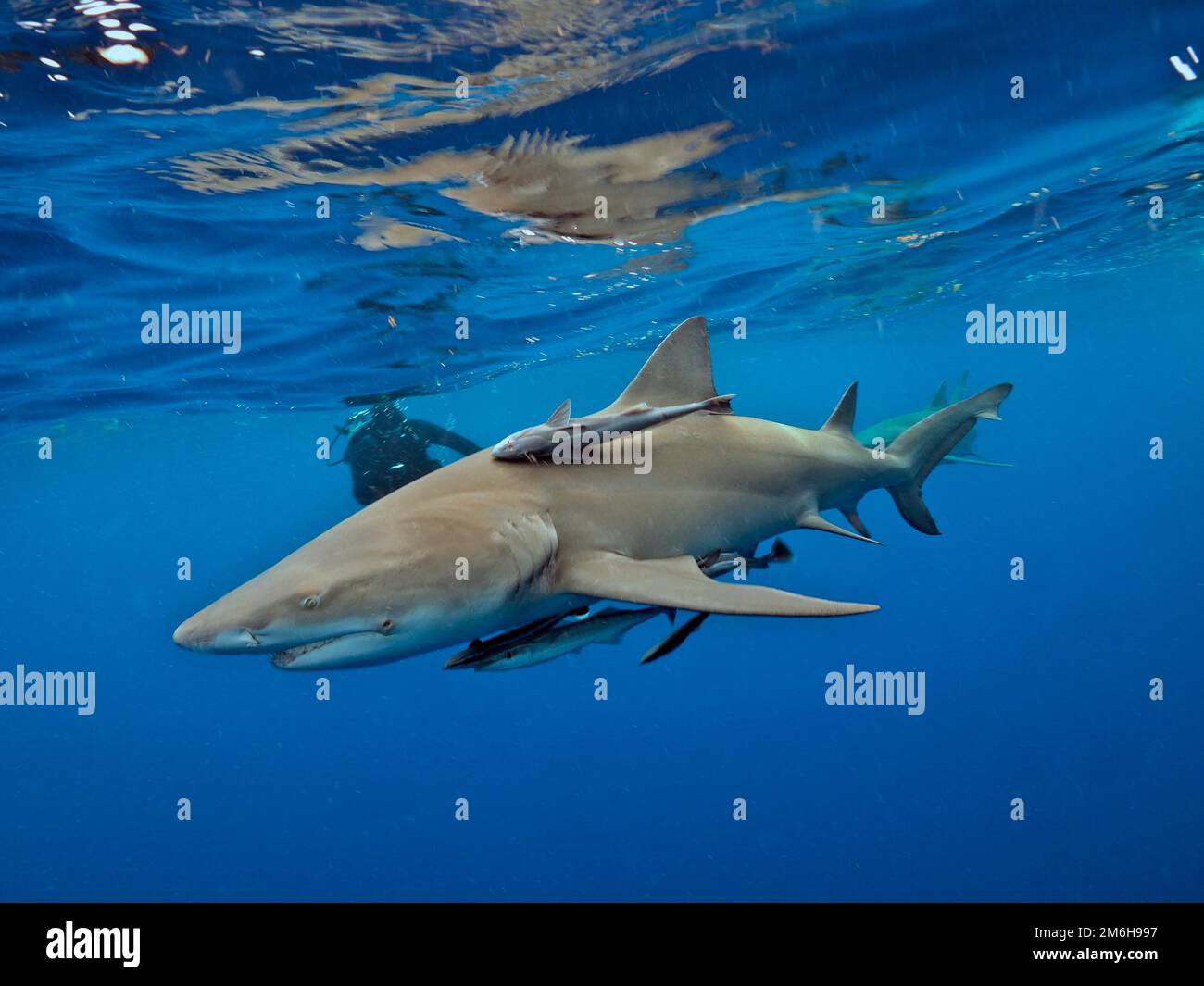 Zitronenhai (Negaprion brevirostris) mit gemeiner Remora (Remora remora) und Taucher vor Jupiter, Florida, USA Stockfoto