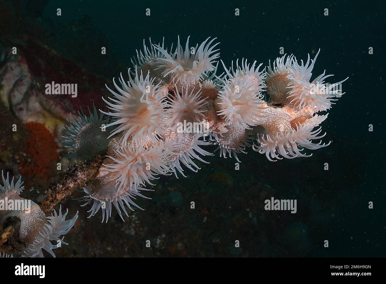 Tigeranemone, Gorgonian Wrapper (Nemanthus annamensis), Aliwal Shoal, Umkomaas, Südafrika Stockfoto