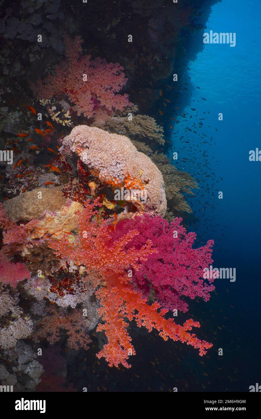 Klunzingers Kklunzinger's Soft Coral (Dendronephthya klunzingeri), starker Kontrast, Tauchplatz Shaab Sharm, Marsa Alam, Rotes Meer, Ägypten Stockfoto
