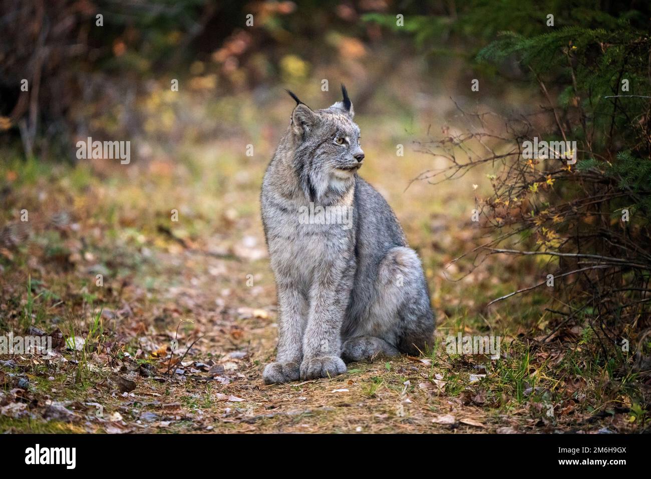 Wilde Luchs Manitoba Stockfoto