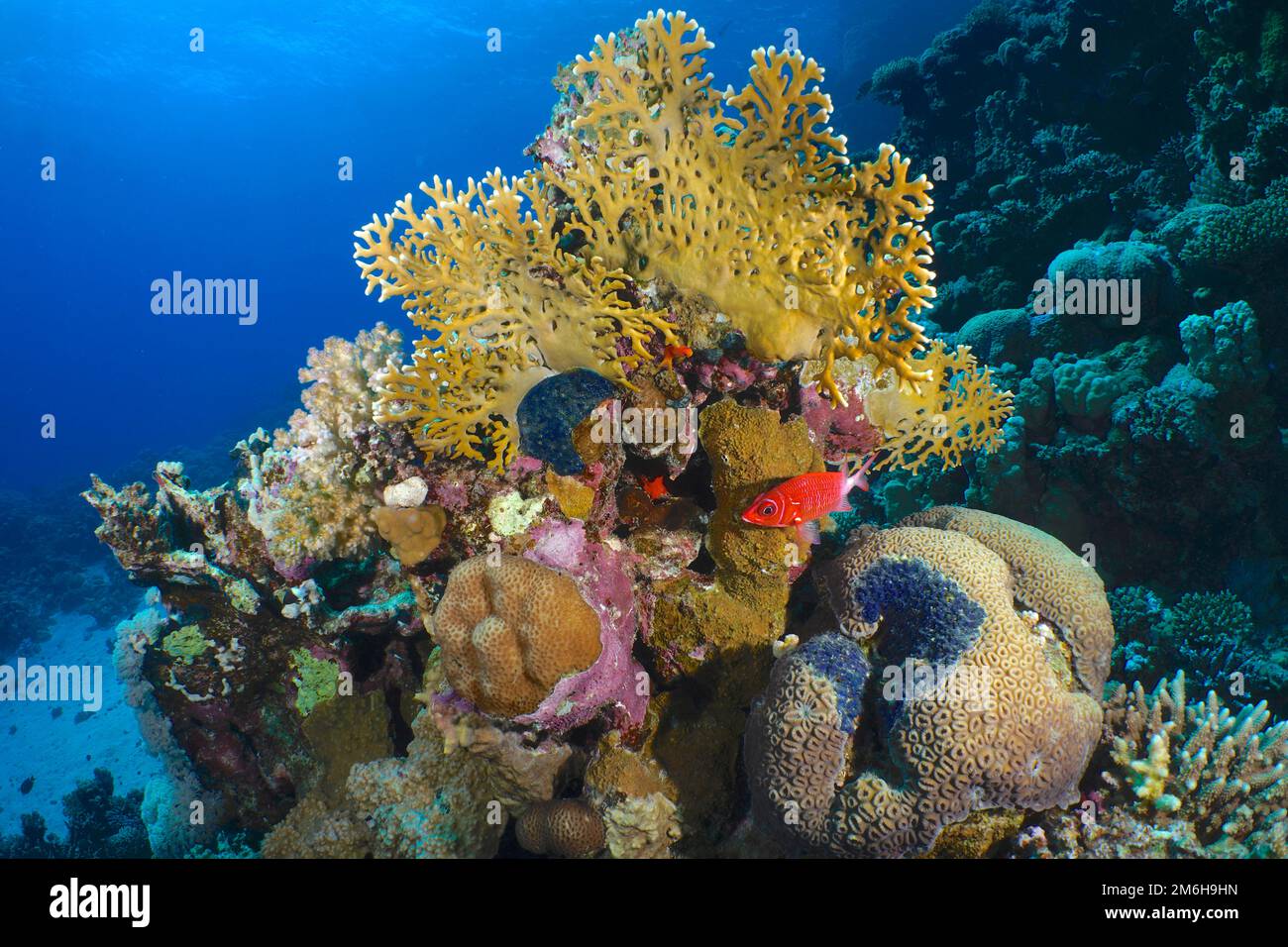 NET Fire Coral (Millepora dichotoma) und Silver Spot Hussar (Sargocentron caudimaculatum), House Reef, Mangrove Bay Resort, El Quesir, Rotes Meer, Ägypten Stockfoto
