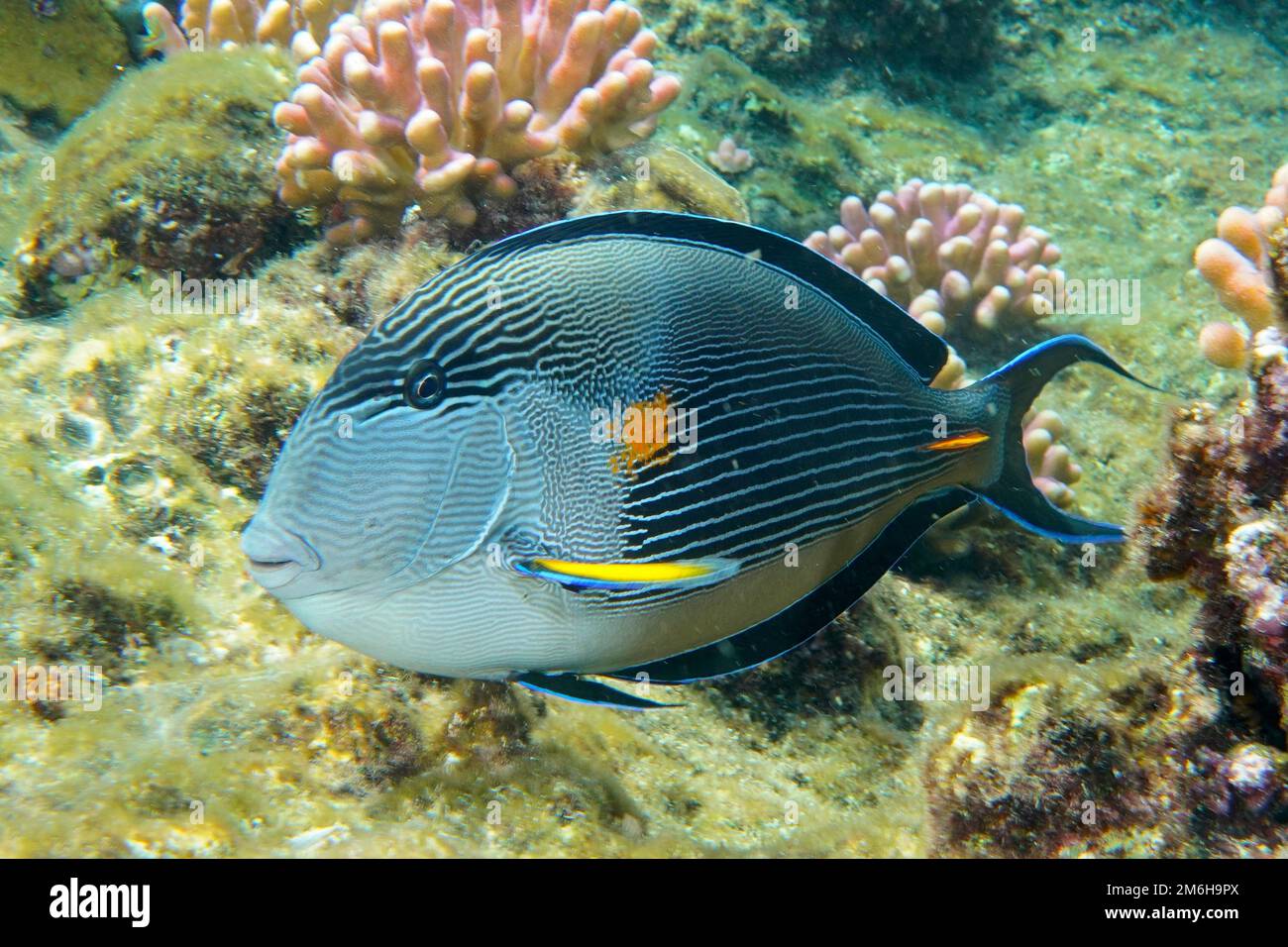 Der Clownchirurg des Roten Meeres (Acanthurus sohal). Tauchplatz House Reef Mangrove Bay, El Quesir, Ägypten, Rotes Meer Stockfoto