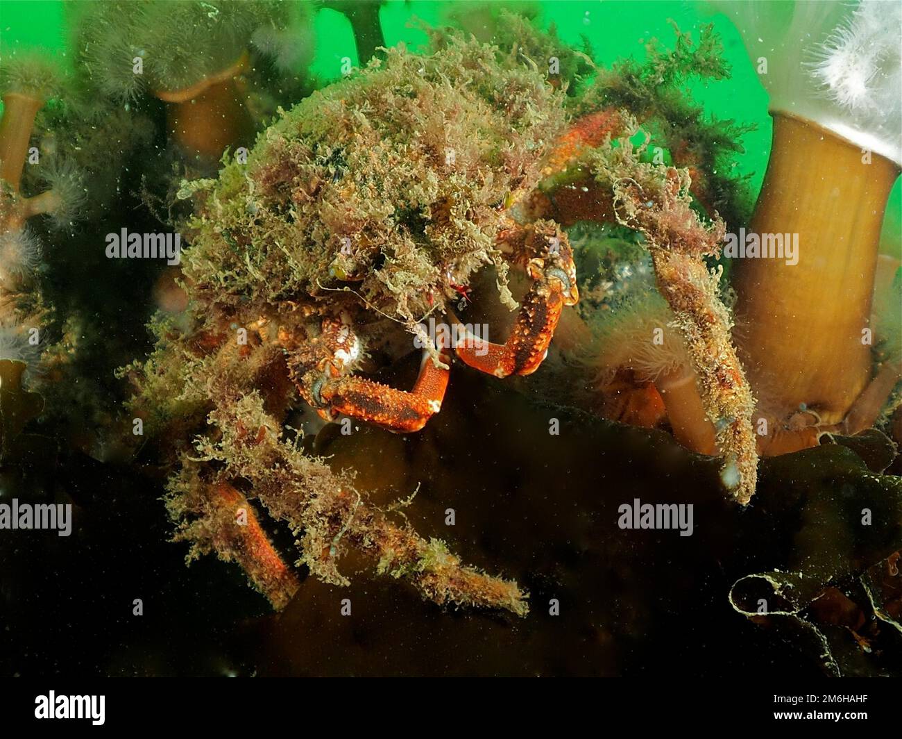 Europäische Seespinne (Maja squinado), Rinvyle-Tauchplatz, Co Galway, Irische See, Nordatlantik, Irland Stockfoto