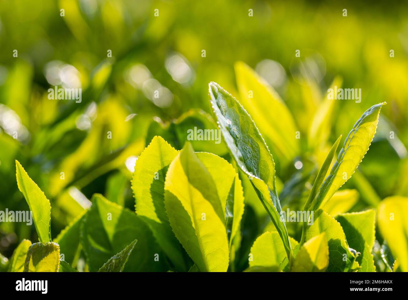 Nahaufnahme der Teeblätter am Frühlingsmorgen Stockfoto
