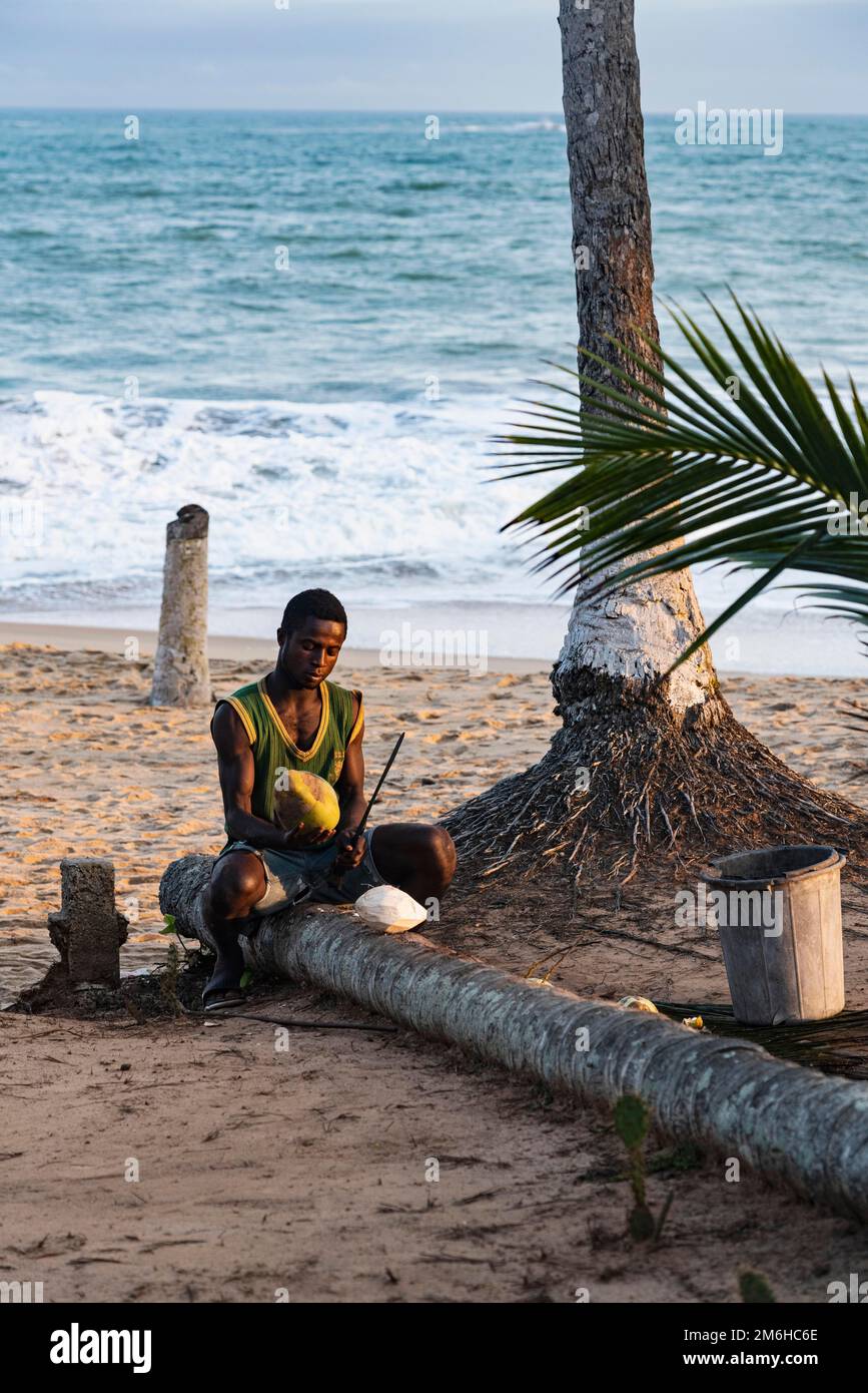 Mann öffnet Kokosnuss, Strand, Sandstrand, Palmen, Meer, Brenu, Dorf bei Elmina, Golf von Guinea, Ghana Stockfoto